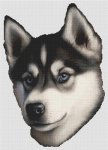 (image for) Husky